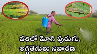 వరి లో మోగి పురుగు \u0026 అగ్గి తెగుళ్ళు కి ఈ మందులు పిచికారీ చెయ్యండి||paddy cultivation