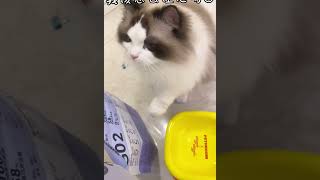 当我只给猫咪一颗粮，猫咪有什么反应？【卡鲁宾】