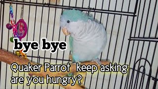 5 Months Old Quaker Parrot Talking | Monk Parrot Talking Quaking / Sounds