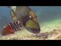 Titan Triggerfish (7)  |  Stock Video For Sale