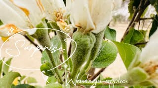 Defoliating apple trees | “shocking” results| Wambugu apple growing🍎