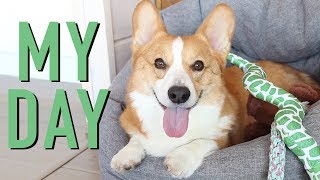 MY DAY - Topi the Corgi