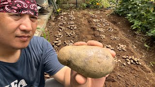 Purple Potato Harvest, June 2024