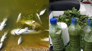 HOW TO CURE FISH DISEASES ORGANICALLY USING COMMONLY KNOWN PLANT.