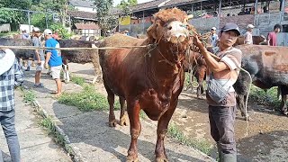 mas galih nekat borong sapi-sapi jumbo 50jt 🔥🔥