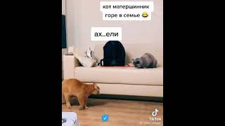 Кот материться 18+