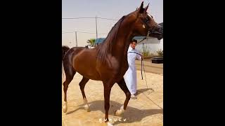 Very angry Arabian horse😡👑|اسب عربی بسیار عصبانی👑😡#horse #animals #angry #arabic #cavalo #حصان #اسب