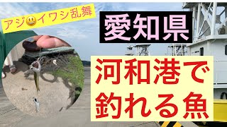 楽しい愛知　河和港で釣れる魚