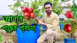 আনার গাছের পরিচর্যা । ডালিম গাছের যত্ন । আনার গাছে সার প্রয়োগ । আনার গাছের রোগ ও তার প্রতিকার । আনার