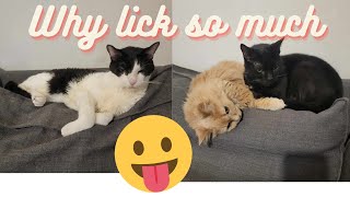 3 Fluffy Kitties Licking Themselves