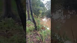 Taree Browns creek flood 7 July 2022 flooding foot path and the Manning river