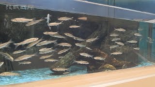 かすみがうら市水族館　2月1日リニューアルオープン