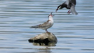 Rybák bahenní, Whiskered tern, Weißbart-Seeschwalbe,Witwangstern,Fumarel cariblanco,Guifette moustac