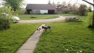 Blue Heeler Vs Rat Terrier