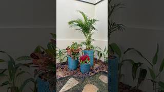 Executando mais um projeto de paisagismo tropical com muita cor #paisagismo  #plantas #jardim