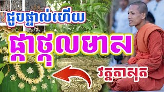 ភ្លឺភ្នែក..!! ដើមផ្កាថ្កុលមាសមាននៅវត្តតាសុត#ព្រះអង្គចន្ទមុនី#វត្តតាសុត