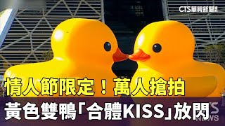 情人節限定！　黃色雙鴨「合體KISS」放閃　萬人搶拍｜華視新聞 20240214