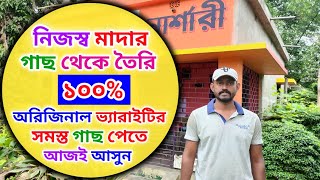 চলুন ঘুরে আসি কৃষ্ণনগর এর লোকনাথ নার্সারি থেকে । কম দামে ১০০% অরিজিনাল গাছগুলি পেতে এখুনি আসুন