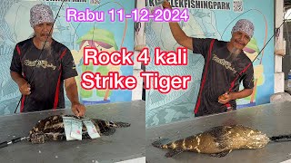 Rabu 11-12-2024 The Rock Strike 4ekor Kerapu Tiger berturut turut Hari jadi Hawauuu #fish #fishing