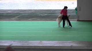 ドッグダンス Canine Freestyle Borzoi ORPHEE 04-2012