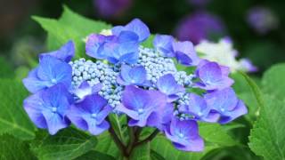 4K. A quiet and nice hydrangea temple. 安静八仙花的寺庙（金泉寺)