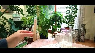 Kurdish vlog| Indoor Plants #3 گه ڵاو گوڵی ناو ماڵ🌱