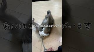 ウチにはこんなのがいます🐒#shorts