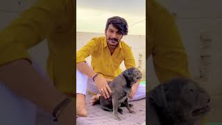 Gulzaar Chhaniwala Dasi Pubg Song Short Video || Gulzaar.Chhaniwala Funny Video 😁😁 #Short