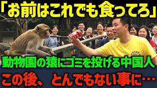 【海外の反応】「なんだ、食べないのか？」動物園の猿にゴミを投げる中国人...この後、とんでもない事になる