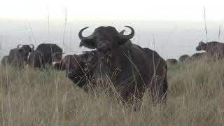 Unexpected Encounters: Buffaloes on the Move