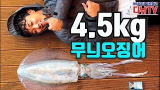 무늬오징어가 얼마나 크면 4.5kg이나 될까? 제주 비양도 서방파제 몬스터 출현! [디낚TV 대물뉴스]