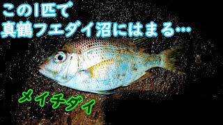 【真鶴】ここから真鶴フエダイ沼にハマって行く事になりました【2021年7月中旬】