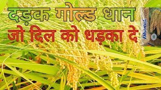 Dhadak Gold Dhan jo farmar ka Dil Dhadka de farmar feedback#dhan #agricultural #agriculture #farming