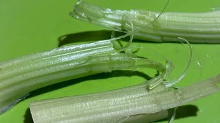 How to easily remove the strings from celery | Cooking hack