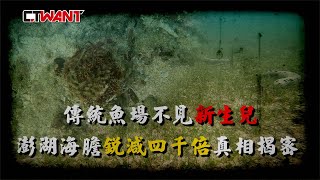 CTWANT 社會傳真 / 傳統魚場不見「新生兒」 澎湖海膽銳減4千倍真相揭密