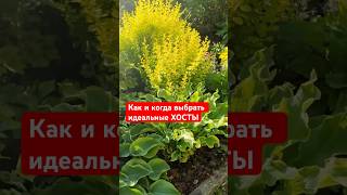 😱Как выбрать ХОСТЫ и НЕ СОЙТИ с УМА