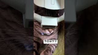 今日もモビルスーツになる猫