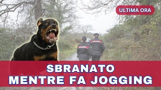 Orrore nei boschi di Manziana: Jogger sbranato da tre rottweiler!