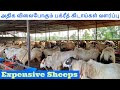 Bighorn sheep in Tamilnadu | Big size Bakrid Sheeps avaliable | Nellore Jodipi