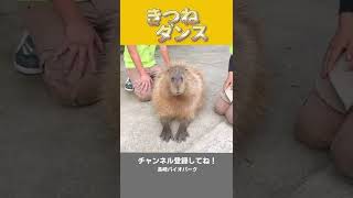 動物界でも、きつねダンスがバズり中　#shorts