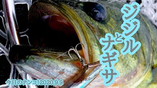 【今日のナンコ！2020.9.9】ジジルとナギサ【琵琶湖バス釣り】