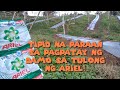 PAANO MAKATIPID SA PAGCONTROL NG DAMO GAMIT ANG ARIEL? HOW TO CONTROL WEEDS USING ARIEL POWDER SOAP?