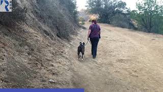 How to hike or walk by dogs with a dog that can be reactive w/ ecollar and utilizing space properly