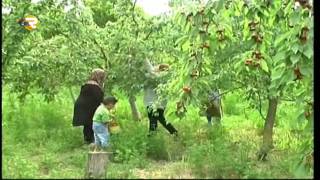 İmişli Şahverdili kendi gilas bağı