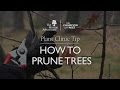 Plant Clinic Tip: How to prune trees