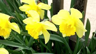 The Daffodil and the Narcissus Flycatcher