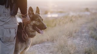 The Aftermath K9 Grant: 2017