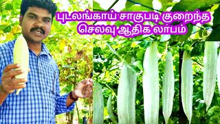 how to grow snake gourd cultivation in tamil | புடலங்காய் சாகுபடி |  pudalangai thottam