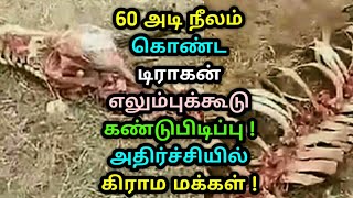 60 அடி நீலம் கொண்ட டிராகன் எலும்புக்கூடு கண்டுபிடிப்பு ! அதிர்ச்சியில்​ கிராம மக்கள் ! Tamil news