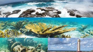 Diving Bonaire's Mystery Coasts ep. 33 | A Diver's Life